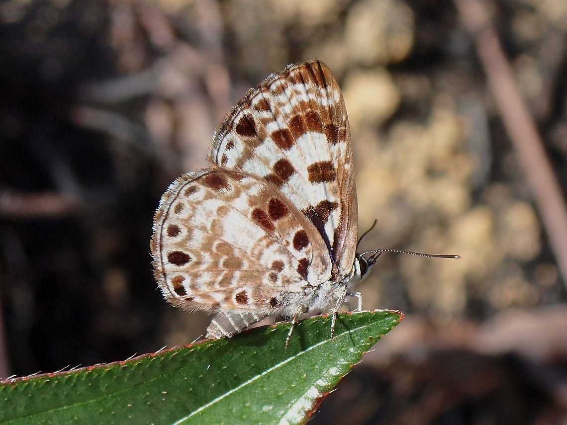 Large Pointed Pierrot - Niphanda tessellata  Butterfly,Large Pointed Pierrot,Malaysia,Niphanda tessellata,Penang