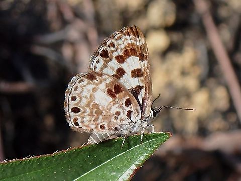 Large Pointed Pierrot - Niphanda tessellata  Butterfly,Large Pointed Pierrot,Malaysia,Niphanda tessellata,Penang