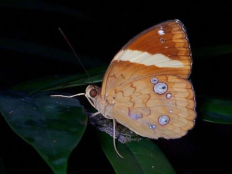 Yellow Barred Butterfly - Xanthotaenia busiris  Butterfly,Malaysia,Penang,Xanthotaenia busiris,Yellow Barred Butterfly,Yellow-banded nymph