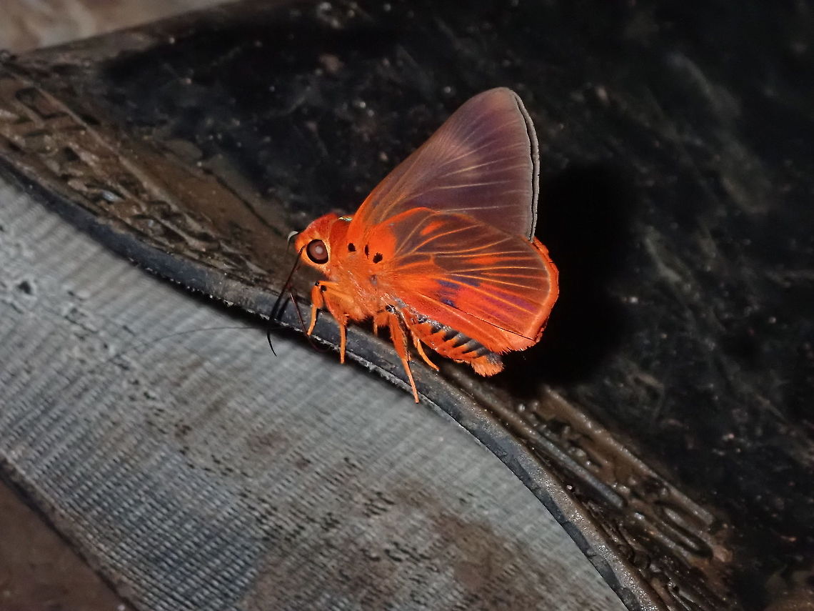 Branded Orange Awlet - Bibasis oedipodea  Abra,Bibasis oedipodea,Branded Orange Awlet,Butterfly,Philippines