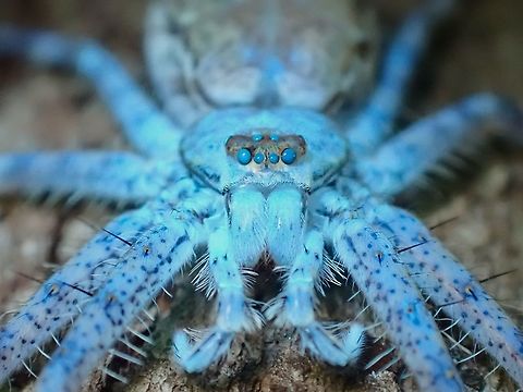 Octopus? Lichen Spider - Pandercetes sp., under the effects of UV lighting. Lichen Spider,Malaysia,Pandercetes,Pandercetes sp,Penang,Spider,Ultra Violet Light