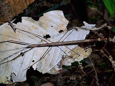 Stick Insect/Phasmid - Diardia battak  Diardia battak,Malaysia,Penang,Phasmatodea,Phasmid,Phasmida,Stick Insect