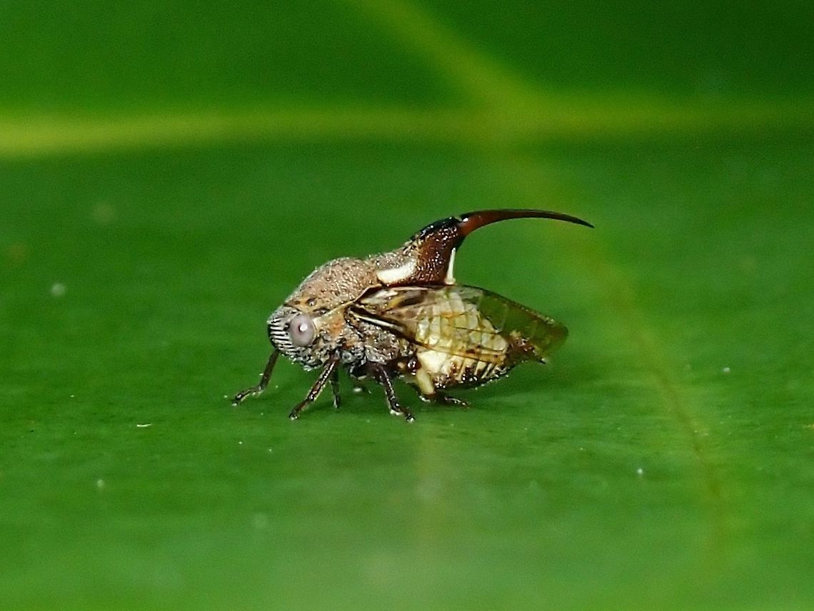 Spittlebug - Machaerota notoceras  Machaerota notoceras,Malaysia,Penang,Spittlebug
