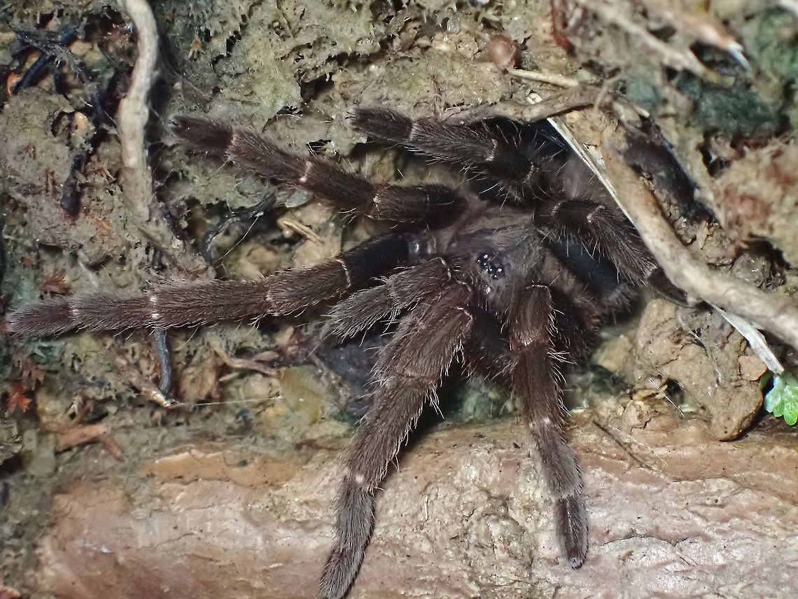 Brown Tarantula - Coremiocnemis cunicularia  Brown Tarantula,Coremiocnemis cunicularia,Malaysia,Penang,Spider,Tarantula