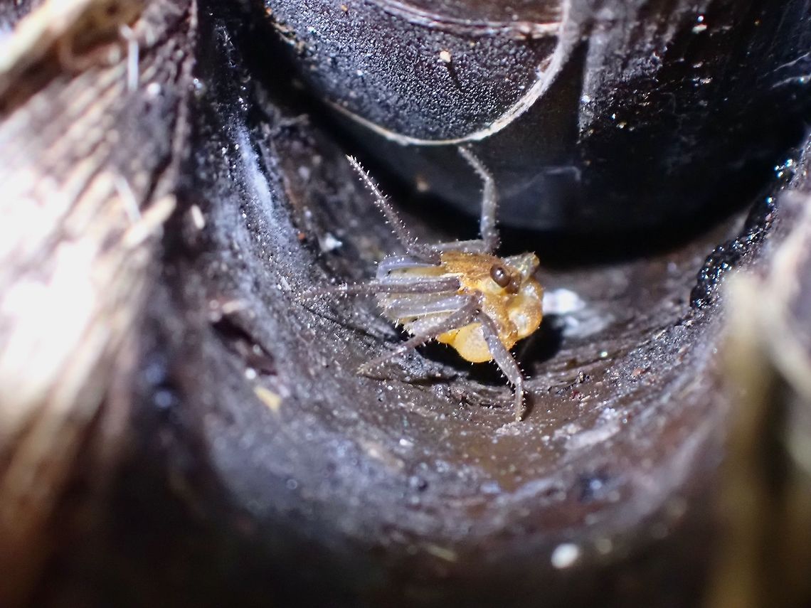 Penang Hill Vampire Crab - Geosesarma faustum  Crab,Geosesarma faustum,Malaysia,Penang,Penang Hill Vampire Crab,Vampire Crab