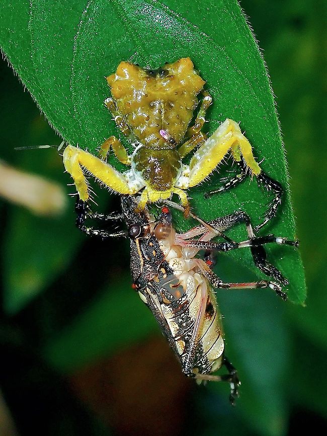 Feeding Frenzy! Was happy to find this Bird Dung&#039;s Crab Spider feeding on a Stink Bug (Dalpada oculata) and didn&#039;t noticed the other tiny bugs on it until I review my pics at home.  Also joining the feast were several tiny flies (with red eyes), one of them can be clearly seen in the picture, very fat.  And on the Spider, there was a Biting Midge (with pink wings). Bird Dung's Crab Spider,Crab Spider,Malaysia,Penang,Phrynarachne ceylonica,Spider