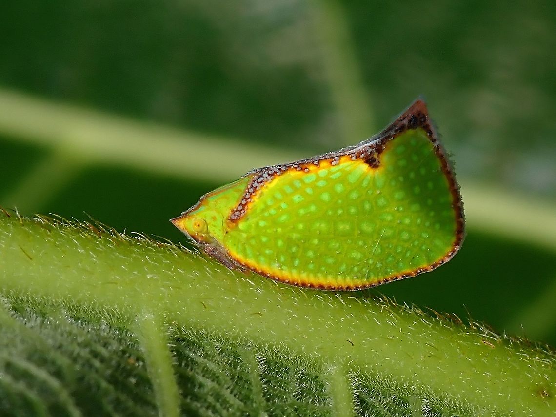 Flatid Planthopper - Salurnis marginella  Flatid Planthopper,Hopper,Malaysia,Penang,Planthopper,Salurnis marginella