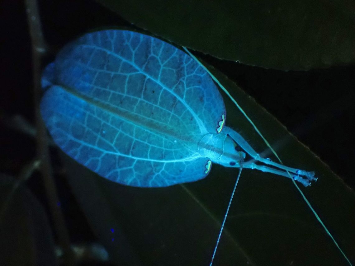 Glow! Leaf Katydid - Chondroderella borneensis under UV lighting.<br />
<br />
Same Leaf Katydid :<br />
<br />
<figure class="photo"><a href="https://www.jungledragon.com/image/122286/translucent.html" title="Translucent"><img src="https://s3.amazonaws.com/media.jungledragon.com/images/2994/122286_thumb.jpeg?AWSAccessKeyId=05GMT0V3GWVNE7GGM1R2&Expires=1769040010&Signature=yExVLoyysT6boX1zB%2F1g8%2FPOa8c%3D" width="200" height="152" alt="Translucent Picture taken using backlight to hi-light the translucent nature of the Leaf Katydid which makes it well camouflaged on leafs.<br />
<br />
Same Leaf Katydid :<br />
<br />
https://www.jungledragon.com/image/122285/glow.html Chondroderella borneensis,Katydid,Leaf Katydid,Malaysia,Penang" /></a></figure> Chondroderella borneensis,Katydid,Leaf Katydid,Malaysia,Penang,Ultra Violet Light