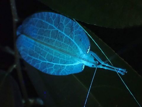 Glow! Leaf Katydid - Chondroderella borneensis under UV lighting.

Same Leaf Katydid :

https://www.jungledragon.com/image/122286/translucent.html Chondroderella borneensis,Katydid,Leaf Katydid,Malaysia,Penang,Ultra Violet Light