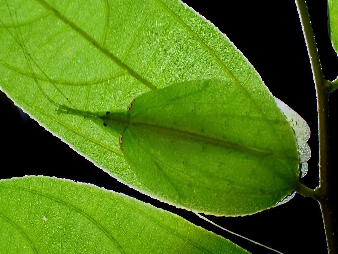 Translucent Picture taken using backlight to hi-light the translucent nature of the Leaf Katydid which makes it well camouflaged on leafs.<br />
<br />
Same Leaf Katydid :<br />
<br />
<figure class="photo"><a href="https://www.jungledragon.com/image/122285/glow.html" title="Glow!"><img src="https://s3.amazonaws.com/media.jungledragon.com/images/2994/122285_thumb.jpeg?AWSAccessKeyId=05GMT0V3GWVNE7GGM1R2&Expires=1759968010&Signature=Ps5pwAeUqO3sPoZJEnjI5jQCQIA%3D" width="200" height="152" alt="Glow! Leaf Katydid - Chondroderella borneensis under UV lighting.<br />
<br />
Same Leaf Katydid :<br />
<br />
https://www.jungledragon.com/image/122286/translucent.html Chondroderella borneensis,Katydid,Leaf Katydid,Malaysia,Penang,Ultra Violet Light" /></a></figure> Chondroderella borneensis,Katydid,Leaf Katydid,Malaysia,Penang