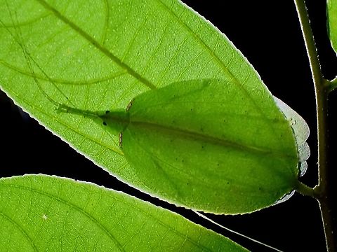 Translucent Picture taken using backlight to hi-light the translucent nature of the Leaf Katydid which makes it well camouflaged on leafs.

Same Leaf Katydid :

https://www.jungledragon.com/image/122285/glow.html Chondroderella borneensis,Katydid,Leaf Katydid,Malaysia,Penang