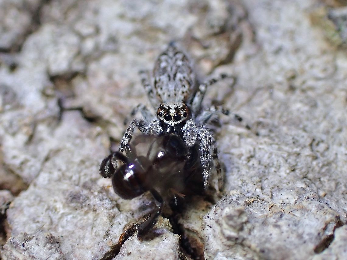 Jumping Spider -Menemerus nigli  Jumping Spider,Malaysia,Menemerus nigli,Penang,Spider