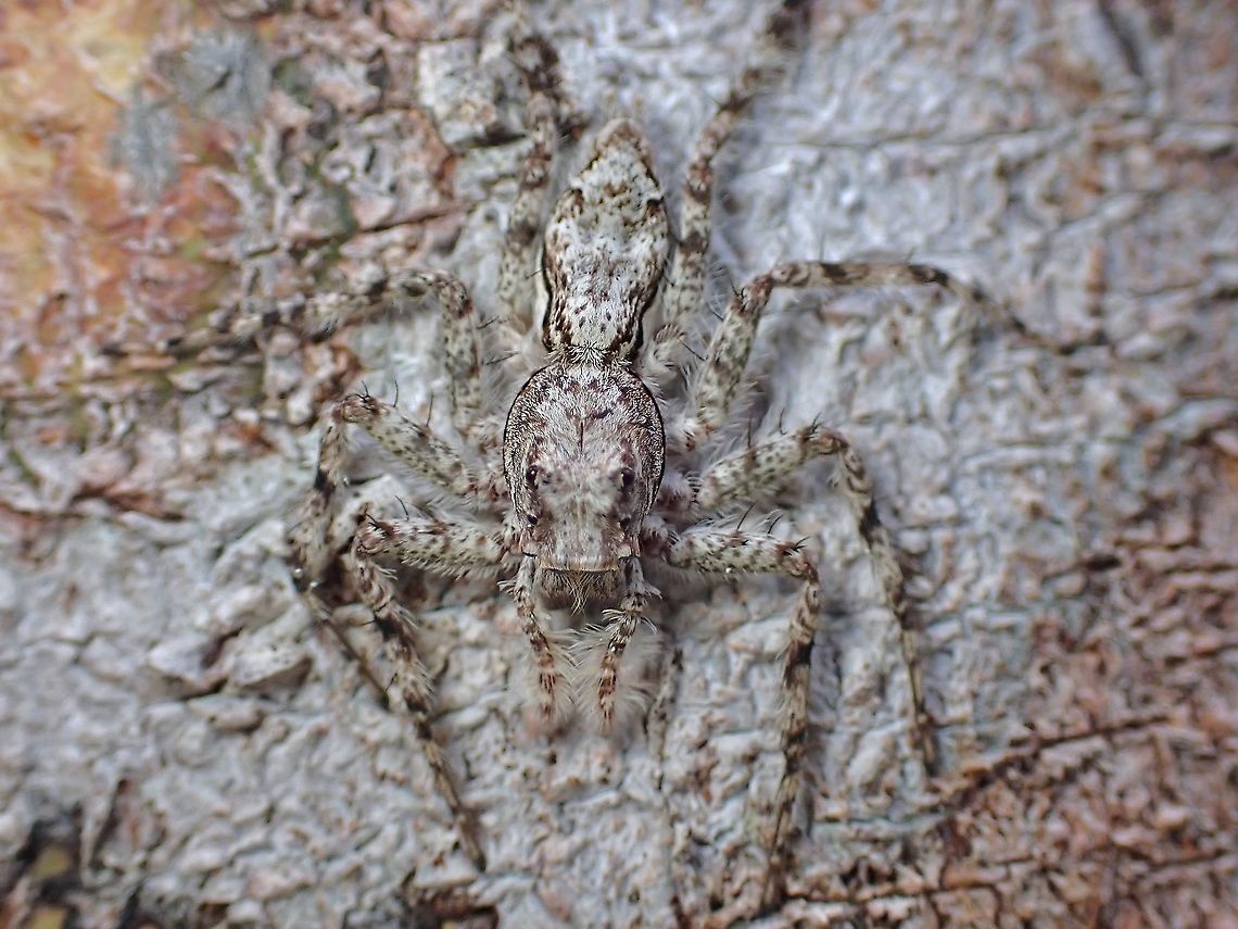 Spiny-Legged Jumping Spider - Phaeacius malayensis  Jumping Spider,Malaysia,Penang,Phaeacius malayensis,Spider,Spiny-Legged Jumping Spider