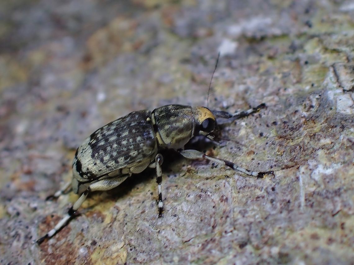 Fungus Weevil - Habrissus fasciatus  Fungus Weevil,Habrissus fasciatus,Malaysia,Penang,Weevil