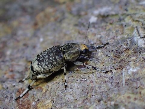 Fungus Weevil - Habrissus fasciatus  Fungus Weevil,Habrissus fasciatus,Malaysia,Penang,Weevil
