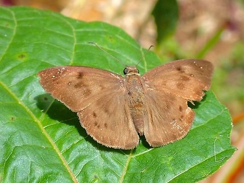 Pied Flat - Tagiades japetus  Butterfly,Malaysia,Penang,Pied Flat,Tagiades japetus