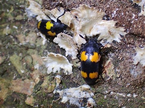 Pleasing Fungus Beetle - Episcapha quadrimacula  Beetle,Episcapha quadrimacula,Fungus Beetle,Malaysia,Penang,Pleasing Fungus Beetle