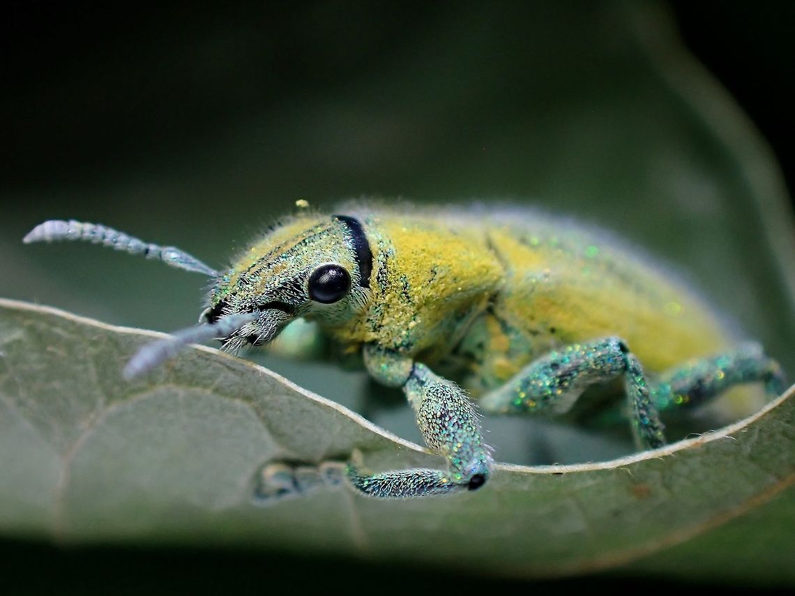 Gems covered by Gold Dust! Usualy mostly &#039;yellow&#039; in colour, but it is a layer of &#039;gold dust&#039; covering it&#039;s true gems! Gold Dust Weevil,Hypomeces pulviger,Malaysia,Penang,Weevil