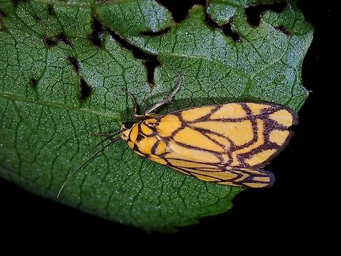 Lichen Moth - Cyme euprepioides  Cyme euprepioides,Lichen Moth,Malaysia,Moth,Penang