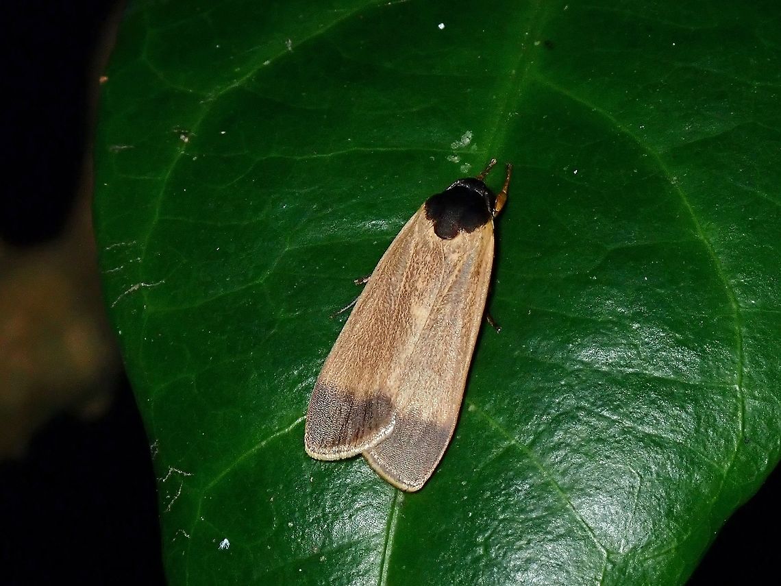 Lichen Moth - Dubatoloviana pahanga  Dubatoloviana pahanga,Lichen Moth,Malaysia,Moth,Penang