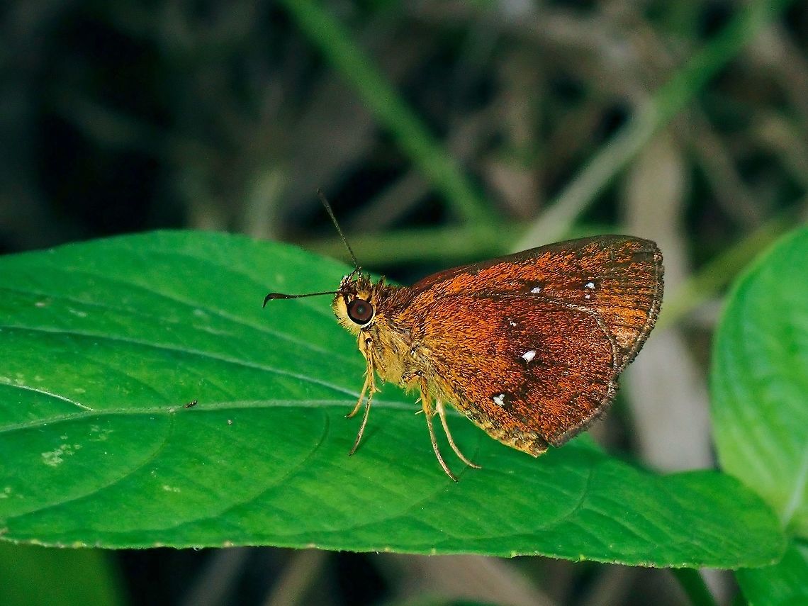 Chestnut Bob  Butterfly,Chestnut Bob,Iambrix salsala,Malaysia,Penang