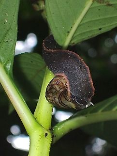 Snail Eater This Prism Slugs feeds on snails and the shells of the snails are no defence to the Prism Slug as they are able to pierce through it.

A clearer picture of this unique Prism Slug with a white patch on its head :

https://www.jungledragon.com/image/122315/prism_slug_-_atopos_rugosus.html Atopos rugosus,Malaysia,Penang,Prism Slug,Slug