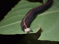 Prism Slug - Atopos rugosus I guess a rare find of this Prism Slug since it is the first observation from the Order Systellommatophora.<br />
<br />
Pic of the same Prism Slug seen about 30 minutes earlier when it was feeding on a snail :<br />
<br />
https://www.jungledragon.com/image/122314/snail_eater.html Atopos rugosus,Malaysia,Penang,Prism Slug,Slug
