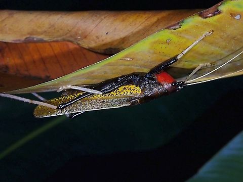 Katydid  Katydid,Macroxiphus sumatranus,Malaysia,Penang