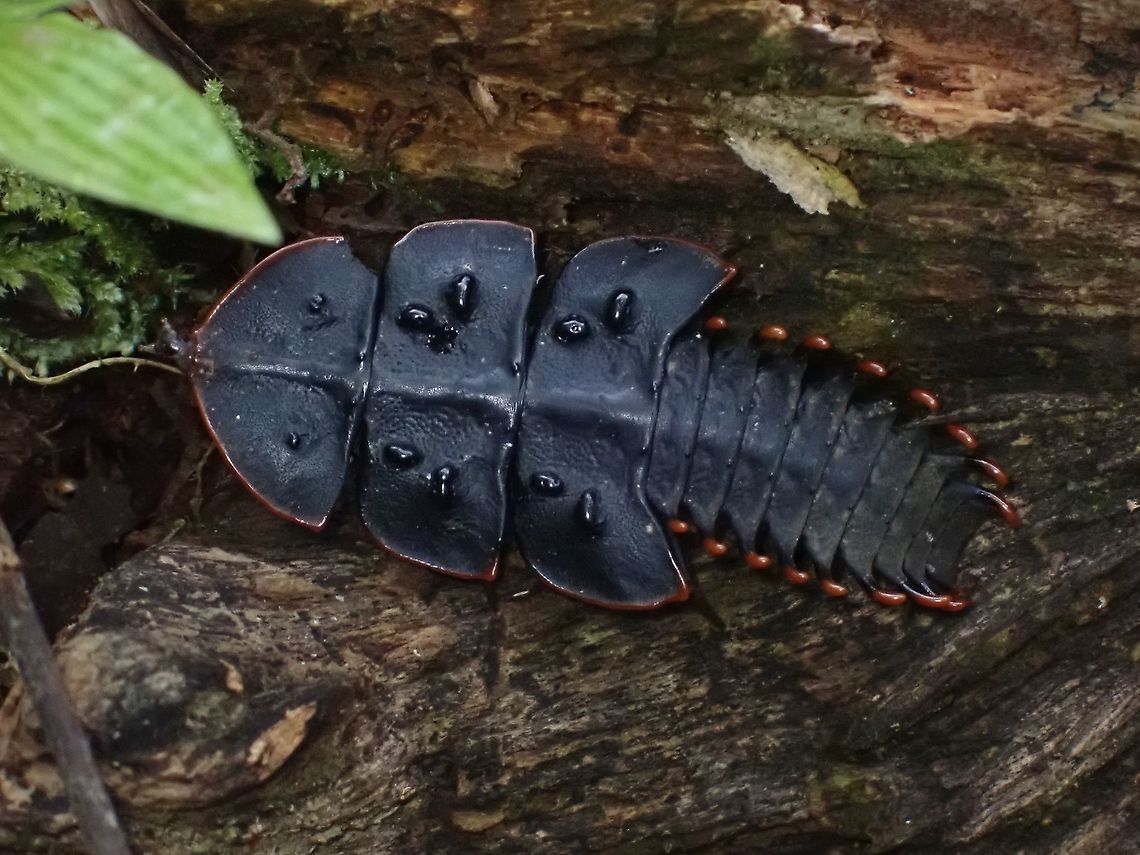 Trilobite Beetle - Platerodrilus ruficollis Female of Net-Winged Beetle, more fondly called Triolobite Beetle for their look. Beetle,Malaysia,Penan,Platerodrilus ruficollis,Trilobite Beetle