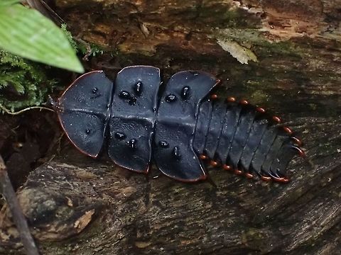 Trilobite Beetle - Platerodrilus ruficollis Female of Net-Winged Beetle, more fondly called Triolobite Beetle for their look. Beetle,Malaysia,Penan,Platerodrilus ruficollis,Trilobite Beetle