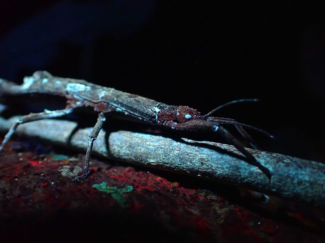 Glows in Red & Blue! Surprise to find the eyes of this Phasmid glowing in blue under UV light, but the black/brown/greyish body appears in red.<br />
<br />
The population of this species from Penang Island was previously thought to be Orestes mouhotii but a scientific paper published earlier this year which I co-authored verified it to be Orestes draegeri instead.  Orestes draegeri was a newly described species in 2018 thought to be endemic from Vietnam.  The population from Vietnam are sexual where males are found whereas the population from Penang Island are parthenogenetic, as only females are found! Malaysia,Orestes draegeri,Penang,Phasmatodea,Phasmid,Phasmida,Stick Insect,Ultra Violet Light