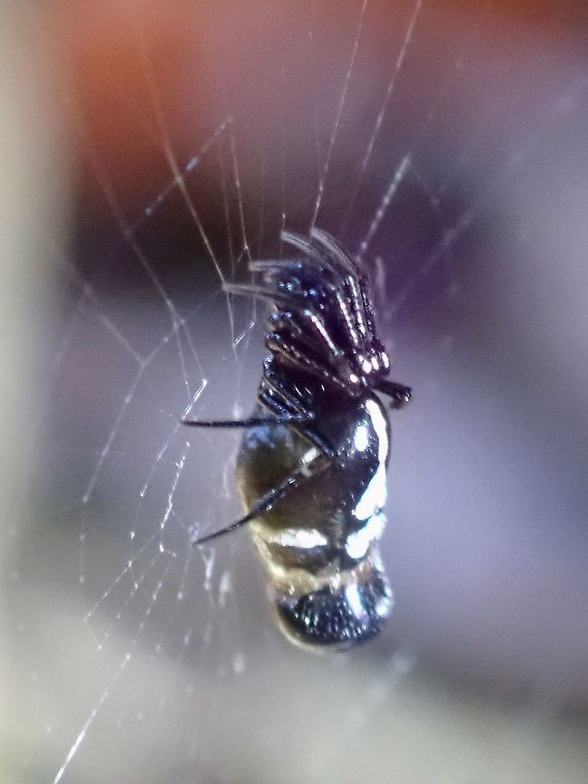 Orbweaver Spider - Cyclosa bulla  Cyclosa bulla,Malaysia,Orbweaver Spider,Penang,Spider