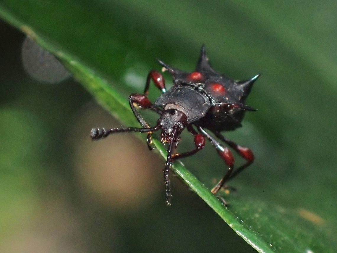 Handsome Fungus Beetle - Cacodaemon bellicosus  Beetle,Cacodaemon bellicosus,Fungus Beetle,Handsome Fungus Beetle,Malaysia,Penang