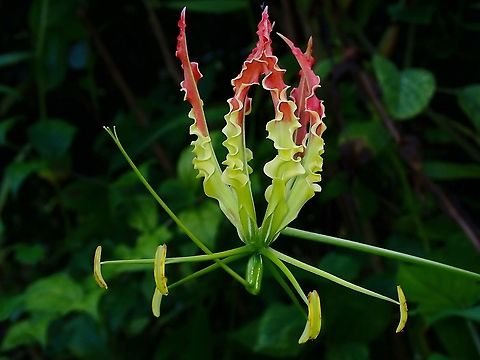 Flame Lily - Gloriosa superba  Flame Lily,Flowers,Gloriosa superba,Malaysia,Penang