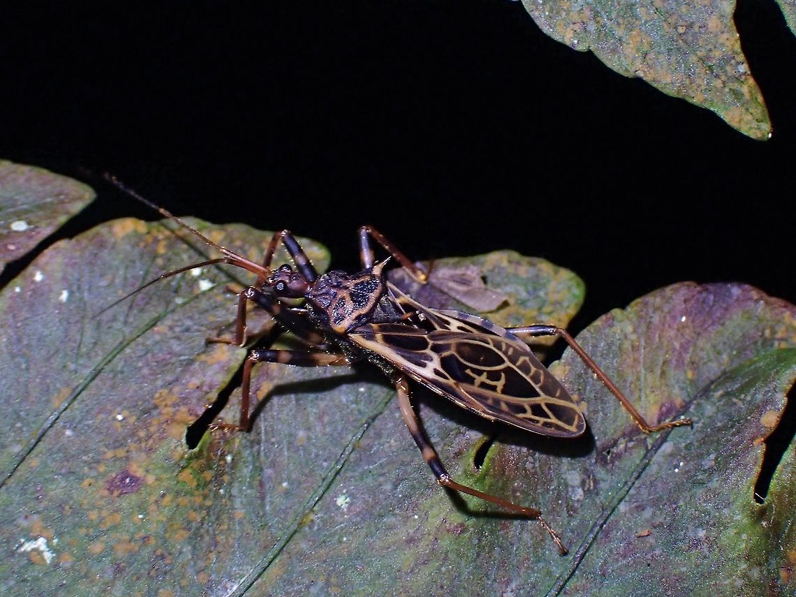 Assassin Bug - Acanthaspis signifera  Acanthaspis signifera,Assassin Bug,Malaysia,Penang