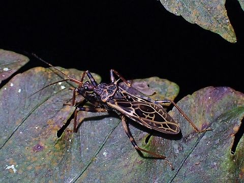 Assassin Bug - Acanthaspis signifera  Acanthaspis signifera,Assassin Bug,Malaysia,Penang