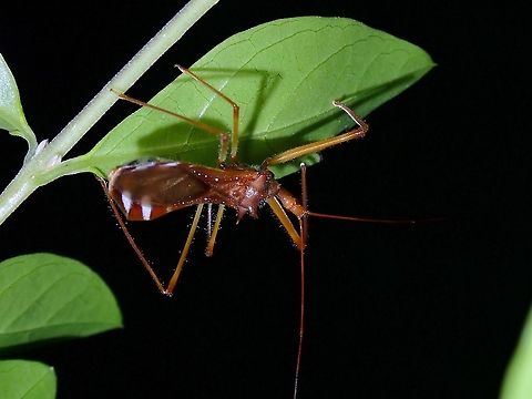 Assassin Bug - Epidaus latispinus  Assassin Bug,Epidaus latispinus,Malaysia,Penang