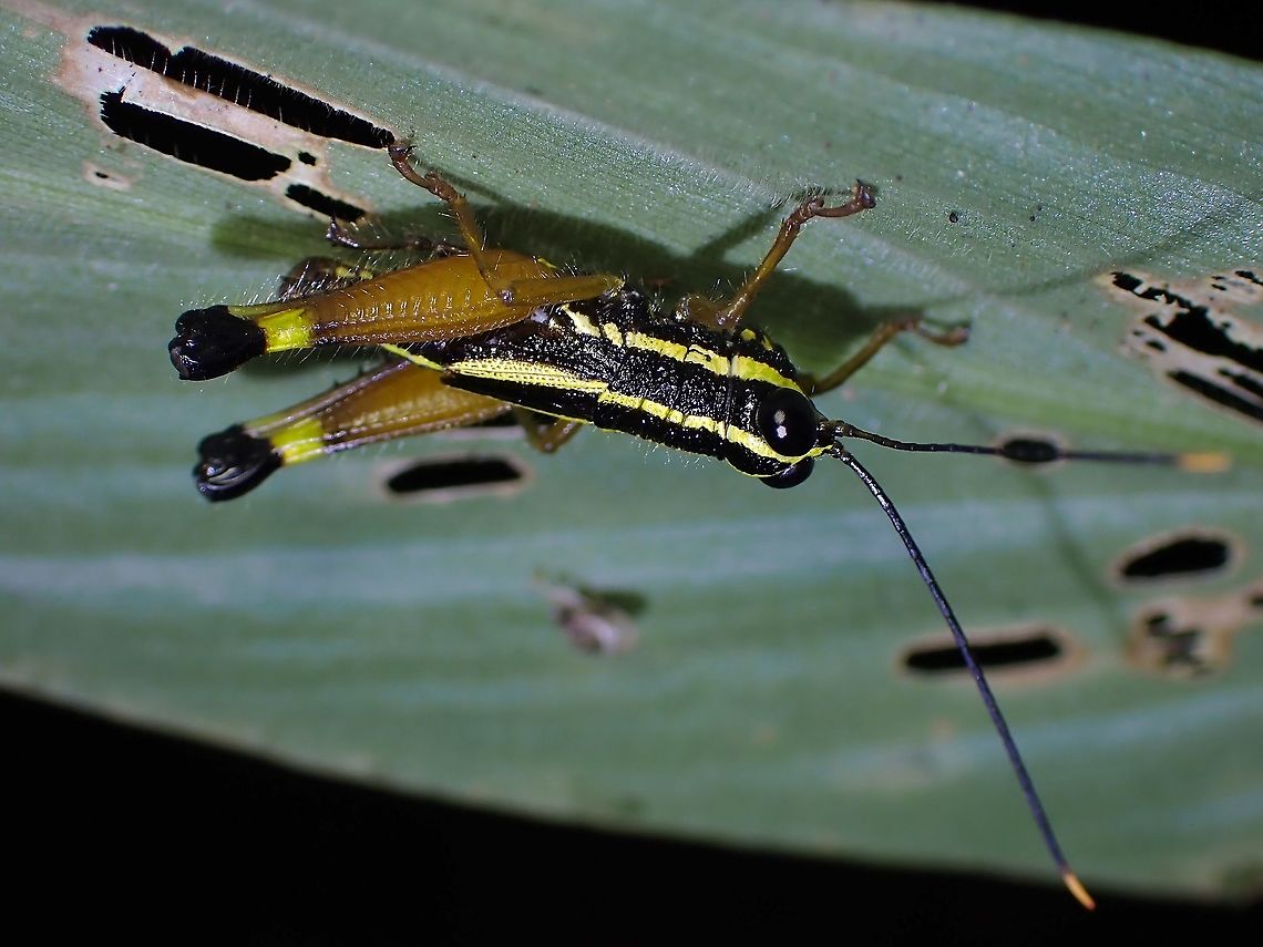 Spur-Throated Grasshopper - Meltripata picta Meltripata picta is a species of Spur-Throated Grasshopper from Family Acrididae. Grasshopper,Malaysia,Meltripata picta,Penang,Spur-Throated Grasshopper