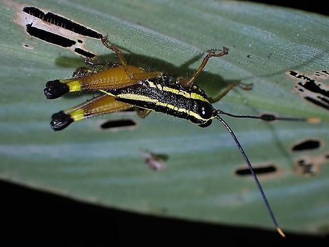 Spur-Throated Grasshopper - Meltripata picta Meltripata picta is a species of Spur-Throated Grasshopper from Family Acrididae. Grasshopper,Malaysia,Meltripata picta,Penang,Spur-Throated Grasshopper