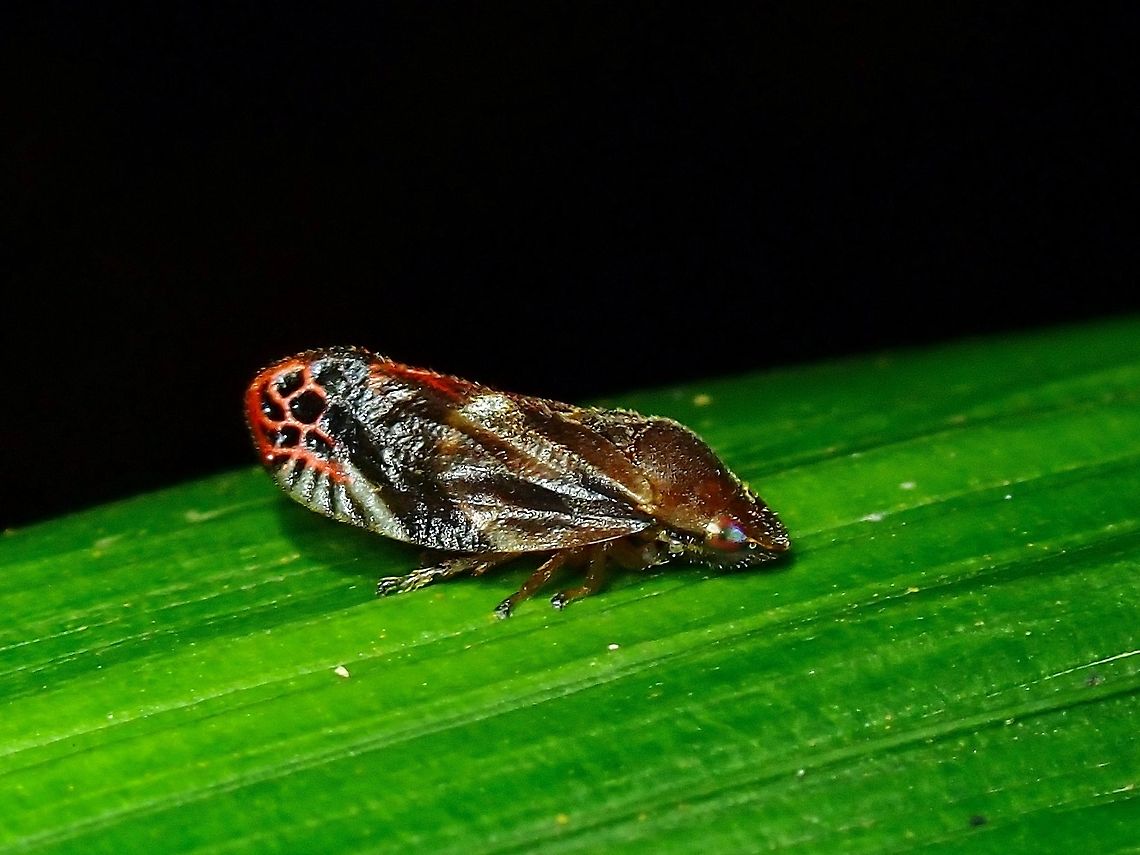 Froghopper - Thoodzata princeps  Froghopper,Malaysia,Penang,Thoodzata princeps