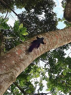 Black Giant Squirrel - Ratufa bicolor  Black giant squirrel,Giant Squirrel,Malaysia,Penang,Ratufa bicolor,Squirrel