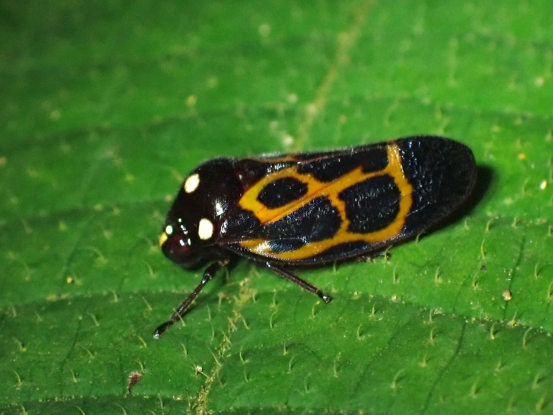 Froghopper - Trichoscarta chersonesia  Froghopper,Malaysia,Penang,Trichoscarta chersonesia