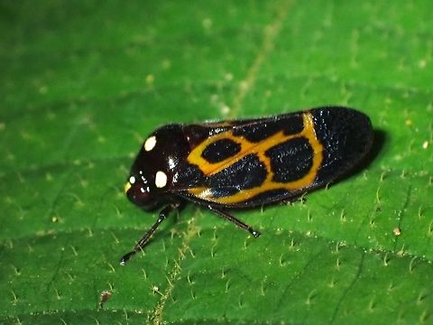 Froghopper - Trichoscarta chersonesia  Froghopper,Malaysia,Penang,Trichoscarta chersonesia