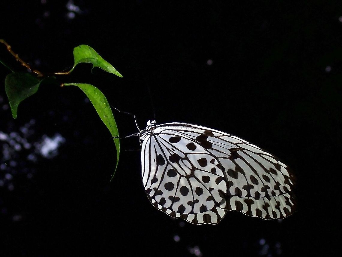 Malayan Tree Nymph - Idea hypermnestra  Butterfly,Idea hypermnestra,Malayan Tree Nymph,Malaysia,Penang