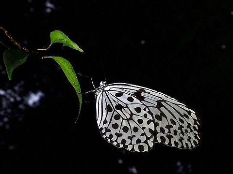 Malayan Tree Nymph - Idea hypermnestra  Butterfly,Idea hypermnestra,Malayan Tree Nymph,Malaysia,Penang