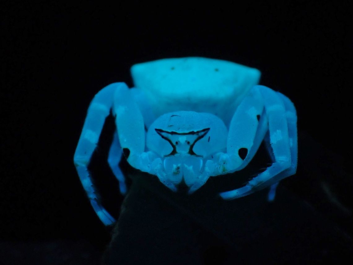 Masked Crab Spider - Thomisus labefactus This Spider fully glows under UV light, makes it very easy to find them when using UV torch, similar to Scorpions.<br />
They usually hangs out on flowers when hunting.<br />
<br />
<figure class="photo"><a href="https://www.jungledragon.com/image/122330/masked_crab_spider_-_thomisus_labefactus.html" title="Masked Crab Spider - Thomisus labefactus"><img src="https://s3.amazonaws.com/media.jungledragon.com/images/2994/122330_thumb.jpeg?AWSAccessKeyId=05GMT0V3GWVNE7GGM1R2&Expires=1767225610&Signature=OZvS01cgc3%2FpAn6mGhKOyVRwezA%3D" width="200" height="150" alt="Masked Crab Spider - Thomisus labefactus  Crab Spider,Malaysia,Masked Crab Spider,Penang,Spider,Thomisus labefactus" /></a></figure> Crab Spider,Malaysia,Masked Crab Spider,Penang,Spider,Thomisus labefactus,Ultra Violet Light