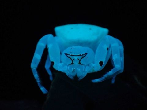 Masked Crab Spider - Thomisus labefactus This Spider fully glows under UV light, makes it very easy to find them when using UV torch, similar to Scorpions.
They usually hangs out on flowers when hunting.

https://www.jungledragon.com/image/122330/masked_crab_spider_-_thomisus_labefactus.html Crab Spider,Malaysia,Masked Crab Spider,Penang,Spider,Thomisus labefactus,Ultra Violet Light