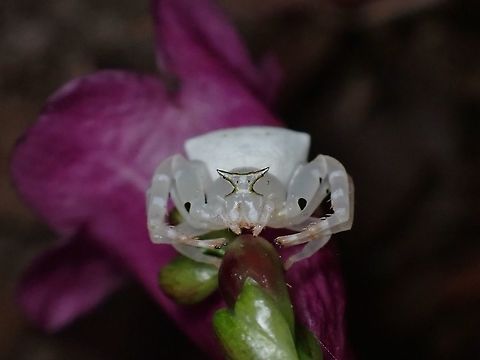 Masked Crab Spider