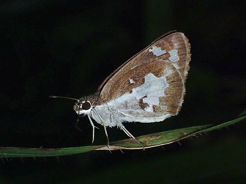 Grass Demon - Udaspes folus  Butterfly,Grass Demon,Malaysia,Penang,Udaspes folus