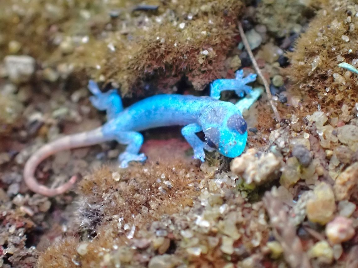 Blues! Juvenile Gecko, glowing under UV light but noticed the detachable part of it's tail doesn't glows?? Gecko,Hemiphyllodactylus typus,Indopacific Tree Gecko,Malaysia,Penang,Ultra Violet Light